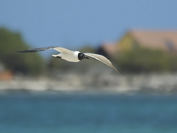 Nokisiipilokki, Laughing Gull, Larus atricilla